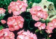 A F-2 hybrid about 45 cm (18 ) high that is very vigorous. Mixed colours include scarlet, pink, salmon, and white. Pkt. (20 seeds) $2.50, 100 seeds $10.95 Geranium Blueberry Ripple MULTIBLOOM SERIES.