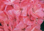 (10 seeds) $2.95, 100 seeds $21.95 7081 Horizon Coral Spice. Coral pink blooms with a luminous darker rosy red star at the centre. About 35 cm (14 ) high. Pkt. (10 seeds) $2.95, 100 seeds $21.95 RIPPLE SERIES.