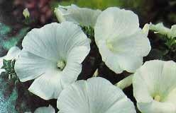 About 120 cm (48 ) high, with flower-heads of unusual white petals and a dark centre disc. Produces no pollen to make seeds. Day neutral. Pkt. (10 seeds) $2.50 728 Moulin Rouge.