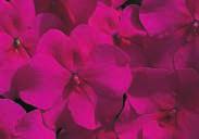 (25 seeds) $2.95, 300 seeds $10.95 NEW! LOLLIPOP SERIES IMPATIENS. Large flowers atop well-branched plants with more blooms cover the pot. About 33 cm (13 ) high. Intense colours pop out.