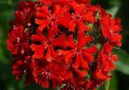 50 LYCHNIS Hardy on the southern Prairies with protection, this perennial stands about 60 to 90 cm (24 to 36 ) tall with bright scarlet flowers in the shape of a cross. Blooms in June and July.