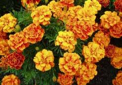 About 30 to 37 cm (12 to 15 ) tall with globe-shaped, fully double, pompom blooms that cover the plant. Great cut flowers. All summer bloom. Sheds rain well too. 7847 Orange 7848 Yellow Pkt.