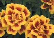 Pkt. (15 seeds) $1.95, 200 seeds $17.15 778 Durango Bee. Let Durango put on a spectacular show in your flower-beds.