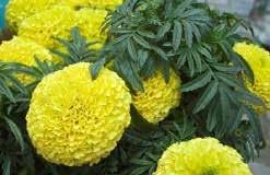 5 cm (3 ) blooms, on long stems high above the foliage. This could be the new standard in dwarf African Marigolds. 765 Antigua Yellow 766 Antigua Orange Pkt. (15 seeds) $1.50, 200 seeds $14.