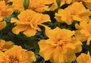 This hybrid African marigold is about 35 cm (14 ) high, with fully double, perfectly rounded flower heads made up of densely packed golden yellow petals, held above the foliage on sturdy stems.