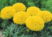 Fully double ball-shaped African blooms on compact plants, about 20 to 25 cm (8 to 10 ) high. Lots of brilliant flowers cover the plants. Great for beds or containers.