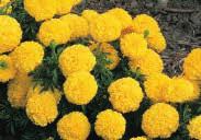 5 cm (1 ) canary yellow blooms with crested centres. Pkt. (50 seeds) $1.95 7845 Boy O Boy Mixture. About 20 cm (8 ) high with 5 cm (2 ) double blooms. Colours include yellow, orange and tutones.