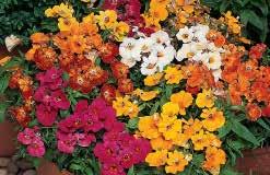 20 to 30 cm (8 to 12 ) high bearing 5 cm (2 ) two-toned, carnation type, gold and red flowers over a long blooming period. Pkt. (40 seeds) $1.95 789 Discovery Yellow.