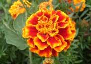 (20 seeds) $2.50, 200 seeds $14.50 792 Golden Gate. About 25 cm (10 ) high with large 7.5 cm (3 ) round, fully double African type blooms on dwarf French marigold plants.