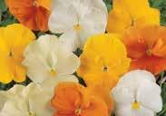 Pansy Matrix Citrus Mixture Pansy Mammoth blue-ti-ful Pansy Inspire Blue Angel Pansy Karma Orange Pansy Cool Wave Violet Wing Pansy Frizzle Sizzle Raspberry PANSIES Grown as annuals, pansies do best