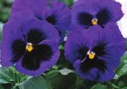95 KARMA SERIES. Compact bushy plants about 15 to 20 cm (6 to 8 ) high. Develops strong roots and easily fills pots and beds. Early to flower. Intense colours.