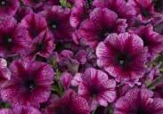 Limited Edition Mixture Pkt. (75 seeds) $1.95, 500 seeds $7.95 PICOBELLA SERIES. Mounded plants, about 25 cm (10 ) high, covered with 2.5 cm (1 ) flowers. Vigorous and weather tolerant.