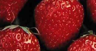 Medium-sized deep red juicy fruit, ideal for freezing and processing. Berries borne on two year old wood. Pkg. of 5 canes $15.49 Pkg. of 10 canes $27.99 4031 Heritage. Everbearing. One year old canes.