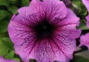 Large grandiflora blooms cover very compact plants, 15 to 25 cm (6 to 10 ) tall. Spreads out 20 to 30 cm (8 to 12 ), ideal for groundcover, flowerbeds or containers. Better base branching than others.