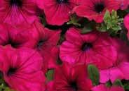 Blooms are about 5 to 7 cm (2 to 3 ) in diameter. Dark green foliage, long bloomer, and weather tolerant. Great for hanging baskets or balconies, or even as groundcover. Pelleted seed.