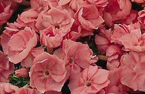 If the coating comes off during shipping, be sure to plant dust and all. The seed is not damaged. RAMBLIN TRAILING SERIES. These showy Petunias are ideal for hanging baskets or large flowerbeds.