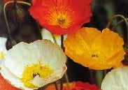 Poppy Iceland Double Poppy Oriental Portulaca Peppermint Pink Portulaca Tequila Pink Chiffon Poppy Double Shirley POLEMONIUM Small, cup shaped, azure blue flowers during late spring or early summer,