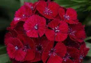 long, and a base-branching habit. The side shoots flower together with the central spike. 9971 Bicolour Orange 9972 Red and White 9973 Deep Red 9974 White Pkt. (60 seeds) $2.50, 500 seeds $7.