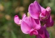 Sweet Pea Spencer Pink Sweet Pea Streamers Sweet Pea Little Sweetheart Tithonia Sweet Pea Flora Norton SWEET PEAS These very popular fragrant annuals are used for trellises, borders, window boxes,