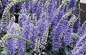 From Keith Hammett, variety produces vibrant colors (lavender, orange, pink, scarlet, blue, and chocolate) each striped with white specks or flakes. Good cut flower. Fragrant. Pkt. (30 seeds) $2.