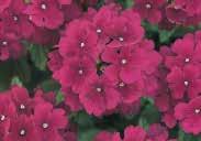 Huge blooms in bold vibrant colors on compact plants, about 25 to 30 (10 to 12 ) tall. Mildew resistant and cool weather (even light frost) tolerant. 1051 Rose 1055 Burgundy 1056 Blue Pkt.