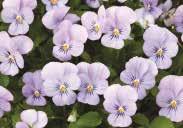 YTT (Yesterday, Today and Tomorrow) white turns to blue at maturity Pkt. (15 seeds) $2.50 ENDURIO SERIES. Delicate flowers cover spreading/ mounding plants, ideal for containers.