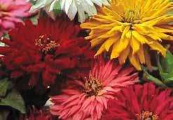 Includes yellow, orange and reddish purple. Pkt. (100 seeds) $2.25 1068 Siberian striking orange. Pkt. (100 seeds) $2.25 ZINNIAS These very popular annuals are easy to grow and produce lots of bright color all summer.