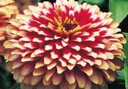 50 1160 Lilliput Mixed. Pompom style, semi-double, symmetrical blooms, 3 1/2 cm (1/1/2 ) across, borne on bushy plants, 40 to 60 cm (16 to 24 ) high. Long bloomer. Pkt. (40 seeds) $1.