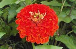 Double ruffled blooms, about 7 cm (3 ) across on sturdy plants 25 to 30 cm (10 to 12 ) high. Very early. Blooms all summer. 1119 Orange Pkt. (15 seeds) $2.50 1153 Zowie Yellow Flame.