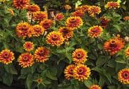 An All American Award winner for 2006. Pkt. (15 seeds) $3.95 1127 Short Stuff Mixed. About 20 to 25 cm (8 to 10 ) high, ideal for borders, and containers.
