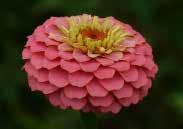 (15 seeds) $3.95 PROFUSION SERIES. About 30 to 45 cm (12 to 18 ) tall with a profusion of single flowers 5 to 7.5 cm (2 to 3 ) wide. Free flowering; no deadheading required.