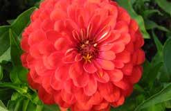 Large single blooms on mid-size plants, about 30 to 35 cm (12 to 14 ) high. Heat and drought tolerant; all season colour.