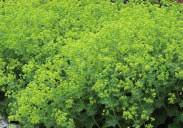 Some winter protection advisable. Plant in full sun or light shade. Thrives in most soils. Alchemilla mollis. 4053 Alchemilla each $2.