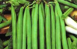 Pkt. (20 seeds) $4.50, 100 seeds $15.50, 500 seeds $51.95 ASPARAGUS PEA 1008 Asparagus Pea. Bright pea flowers used in borders and flowerbeds.