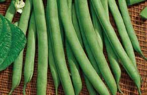 50 BEANS Don t plant until the soil is warm. Sow seed 2.5 cm (1 ) deep in rows 45 to 75 cm (18 to 30 ) apart, spaced 5 or 7 cm (2 or 3 ) in the row.