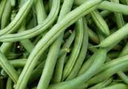 (60 days) Round, straight pods, about 17 cm (7 ) long, with dark green color, tender texture, and sweet flavour. Upright bush holds pods above the ground. White seed. Disease resistant. Pkt. $1.