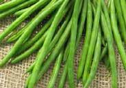 50, 75 g $2.39, 150 g $3.49, 400 g $5.99 1216 Furano. (54 days) Italian Romano bush bean. Flat green pods about 13 cm (5.5 ) long. Tender, crisp and stringless. Disease resistant. Pkt. $1.50, 75 g $2.99, 150 g $4.