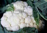 Early varieties may also be sown in summer for a fall crop. Cauliflowers should be rotated to a new spot in the garden each year. 147 Stardust.