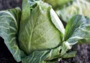 Best for fall harvest, but can be sown in spring. Pkt. (25 seeds) $5.95, 200 seeds $29.50 CABBAGE This vegetable thrives in cool weather and with ample moisture during dry periods.