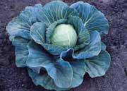 5 to 2 kg (4 to 4.5 lbs). Dark green with a medium short core. They remain firm without splitting for a long time. Excellent for coleslaw, kraut, and fresh use. Pkt. (50 seeds) $2.50, 500 seeds $7.