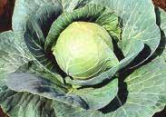 Will not burst readily. Weighs about 1 1/2 Kg (3 lbs). Early. HEIRLOOM VARIETY. Pkt. (300 seeds) $1.50, 15 g $4.75, 25 g $6.75, 100 g $10.95 133 Jersey Wakefield.