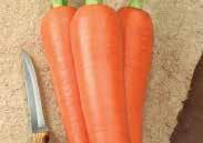 Most varieties listed are recommended for freezing or can be kept in cool storage well into the winter. Carrots prefer fairly rich, well-worked, stone-free soil with even moisture. 149 Karina Hybrid.