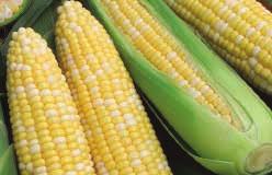 50, 75 g $2.59, 150 g $3.69, 400 g $6.39 185 Bodacious. (75 days) With the homozygous sugary enhancer (SE) modifier gene, this variety is a new experience in sweet corn eating.