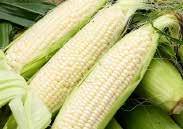 (75 days) A Supersweet corn early enough for the Prairies. Cobs are about 20 cm (8 ) long with exceptionally sweet kernels that stay that way longer than other varieties.