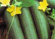 Straight, dark green slicing cucumbers about 20 cm (8 ) long. Disease resistant. Pkt. (10 seeds) $1.95, 50 seeds $10.45 193 Fanfare Hybrid. (63 days) An All American Award winner.