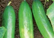(64 days) Long, narrow dark green fruit, with a mild sweet burpless taste. Best harvested around 30 cm (12 ) long. Long shelf life when refrigerated. Disease resistant. Pkt. (20 seeds) $1.
