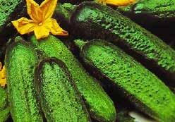 (20 seeds) $1.95, 200 seeds $15.50 204 Bush Pickle. (45 days) Medium green fruit, about 10 to 12 cm (4 to 5 ) long. Bush-type vines take up less space. Disease resistant and very productive. Early.