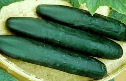 95, 400 g $23.95 1933 Little Tyke. (35 to 45 days) Medium green baby cucumbers for pickling. About 9 cm (3.5 ) long. Mild flavour. Disease resistant. Very early. Pkt. (20 seeds) $1.95, 10 g $15.