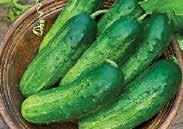 Vigorous, incredibly productive, disease resistant pickling cucumber with a medium green skin. All female blooms do not need cross pollination; that means much earlier and much bigger yields.