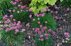 99 ASTRANTIA Red-pink flowers on soft green foliage. Grows well in sun or shade, but does require adequate moisture. Makes good cutflowers too. About 65 cm (26 ) high. Reblooms if cut back.